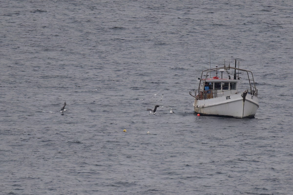 Albatros à cape blanche - ML620597680