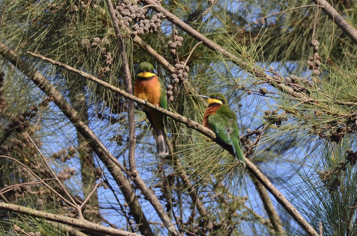 Cinnamon-chested Bee-eater - ML620597682