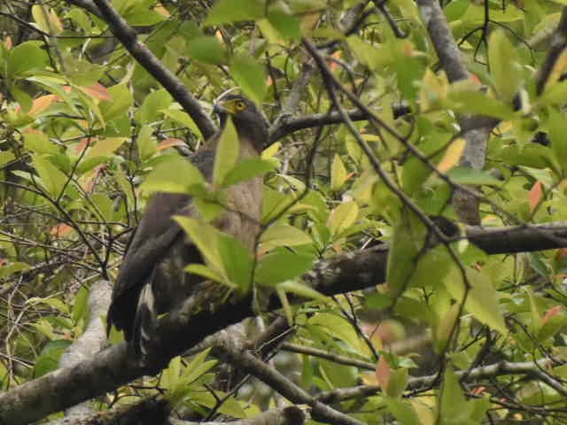 Crested Serpent-Eagle (Crested) - ML620597684