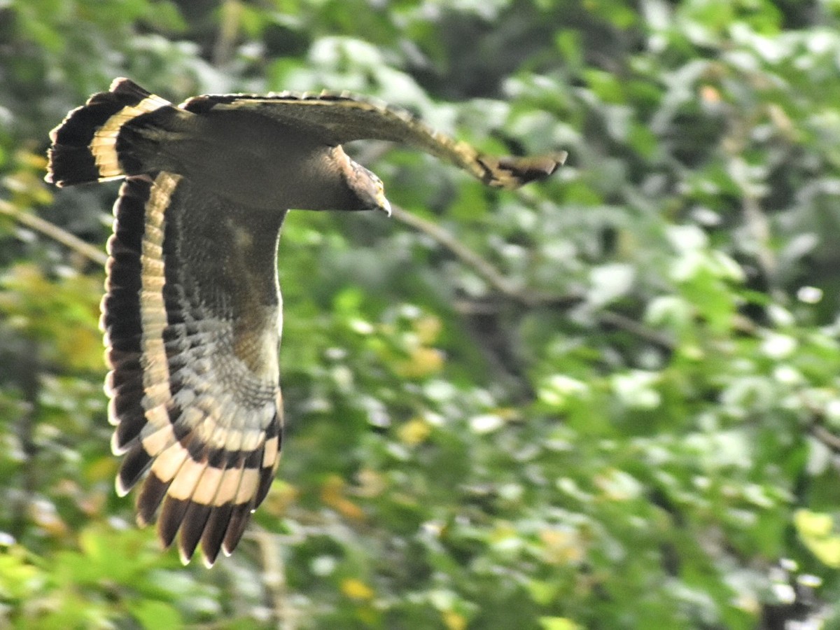 Crested Serpent-Eagle (Crested) - ML620597685