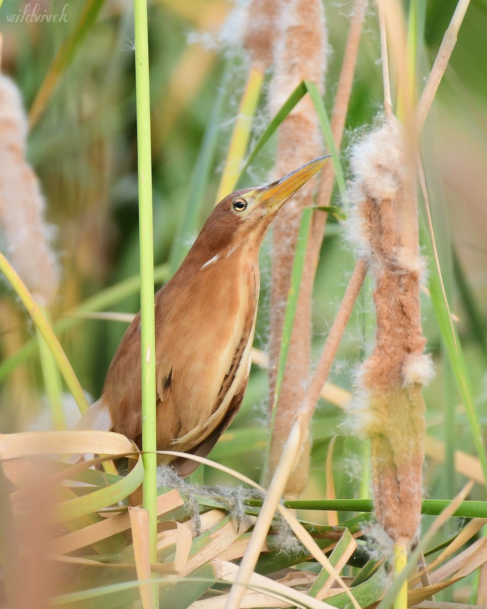 Cinnamon Bittern - ML620597686