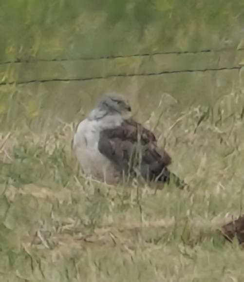 Northern Harrier - ML620597687