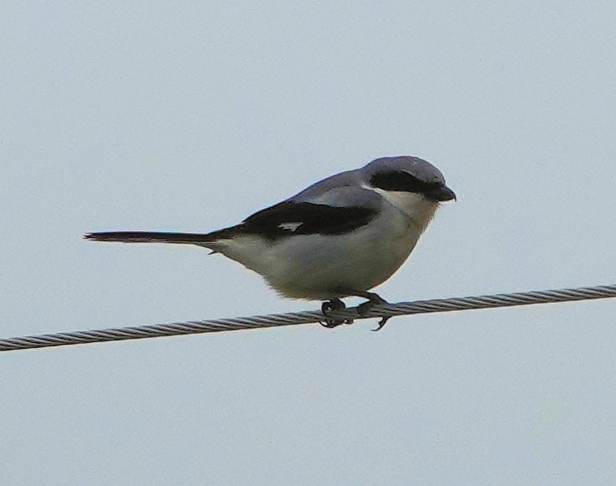 Loggerhead Shrike - ML620597689