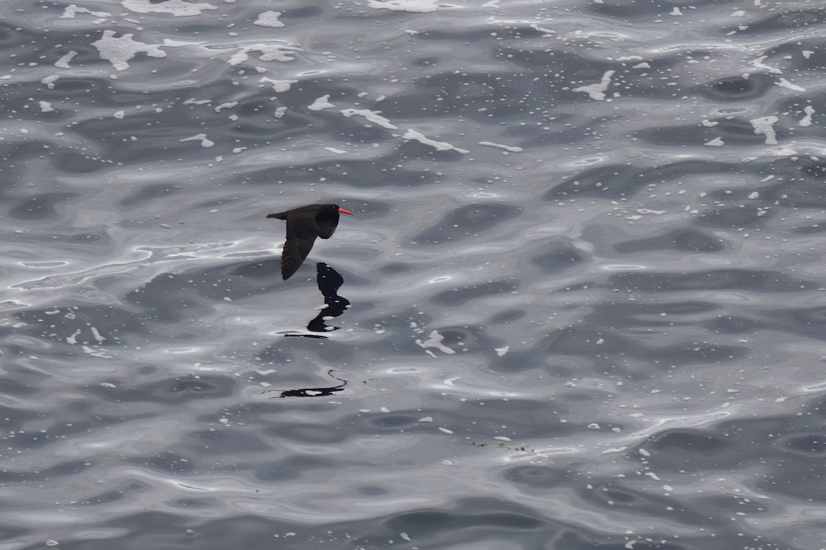 Sooty Oystercatcher - ML620597691