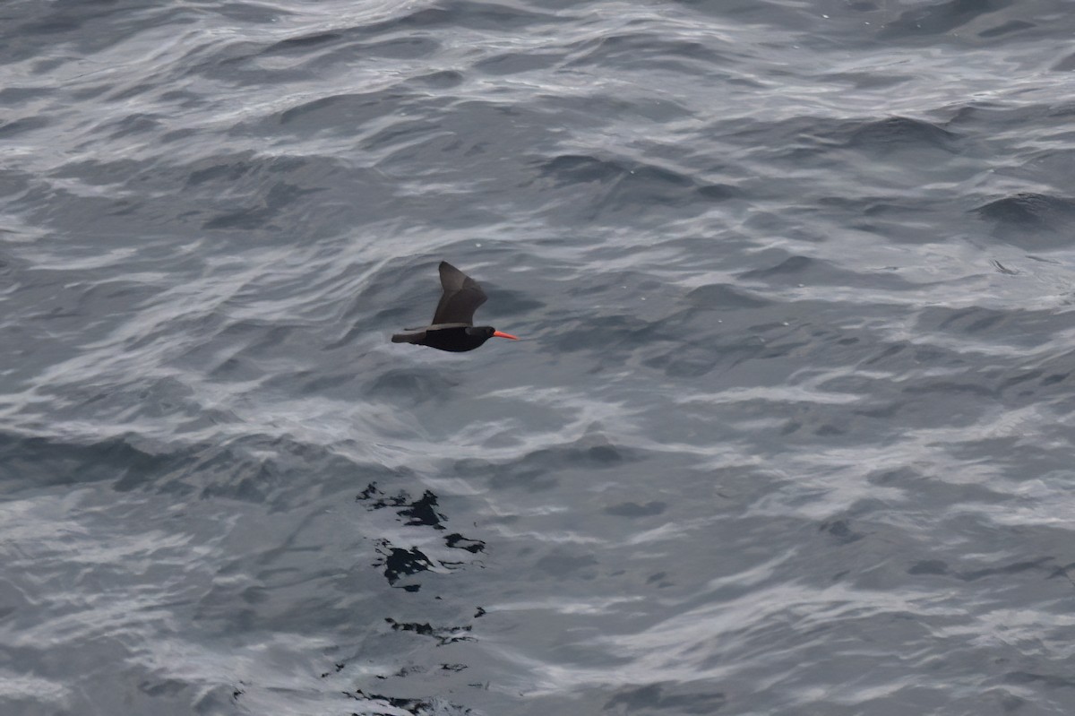 Sooty Oystercatcher - ML620597693