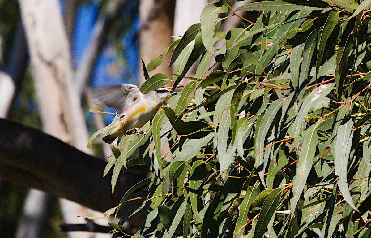 Pardalote à point jaune - ML620597694