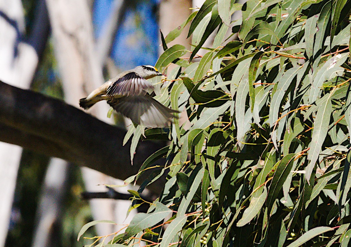 Pardalote à point jaune - ML620597695