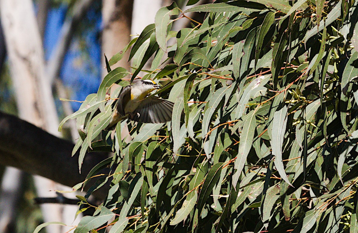 Pardalote à point jaune - ML620597696