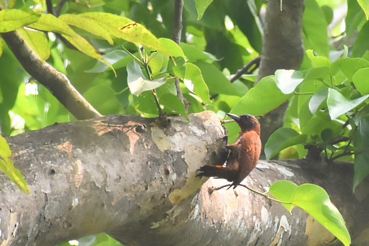 Rufous Woodpecker - ML620597697