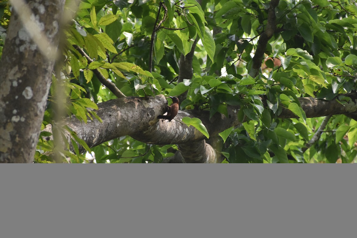 Rufous Woodpecker - ML620597698