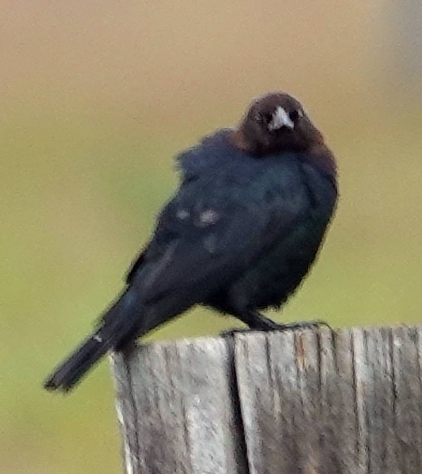 Brown-headed Cowbird - ML620597705