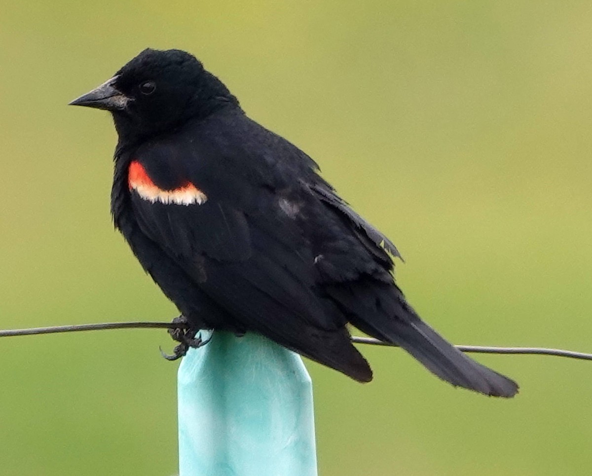 Red-winged Blackbird - ML620597713