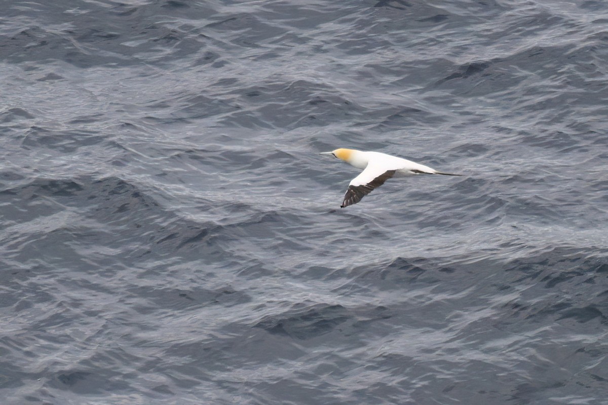 Australasian Gannet - ML620597716