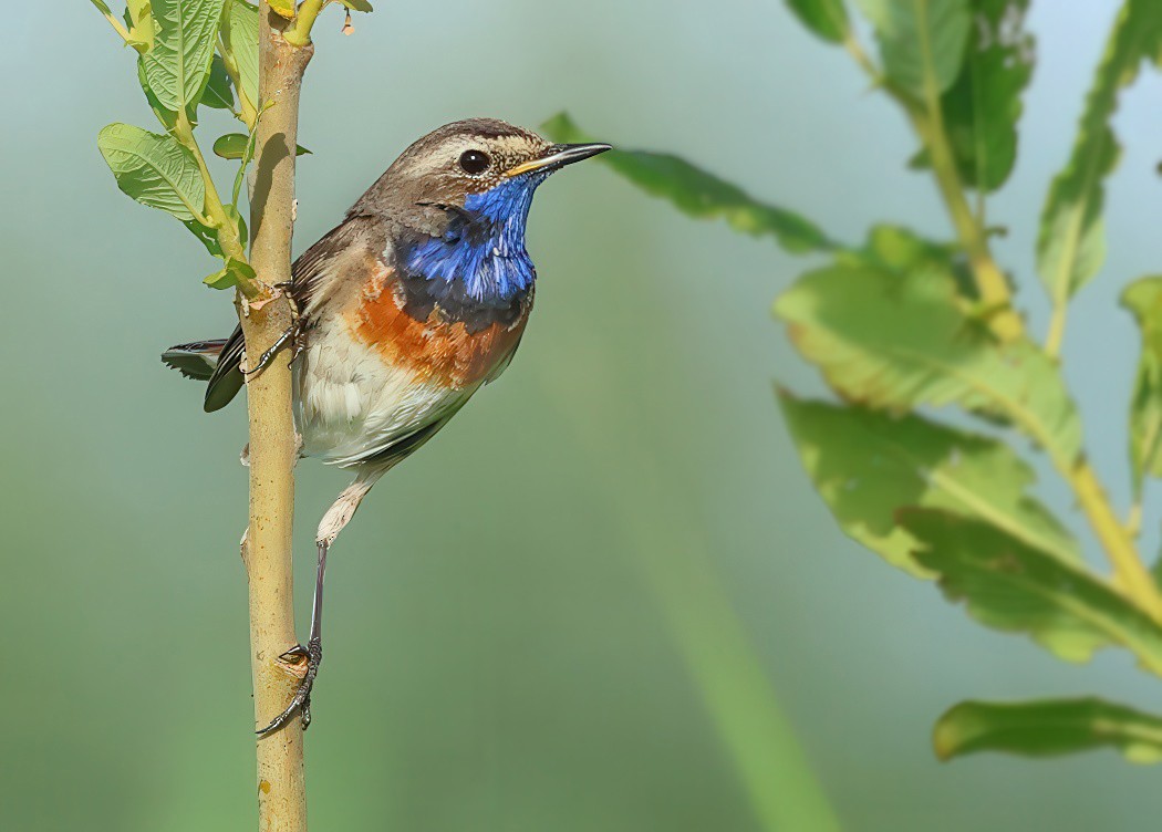 Bluethroat - ML620597717