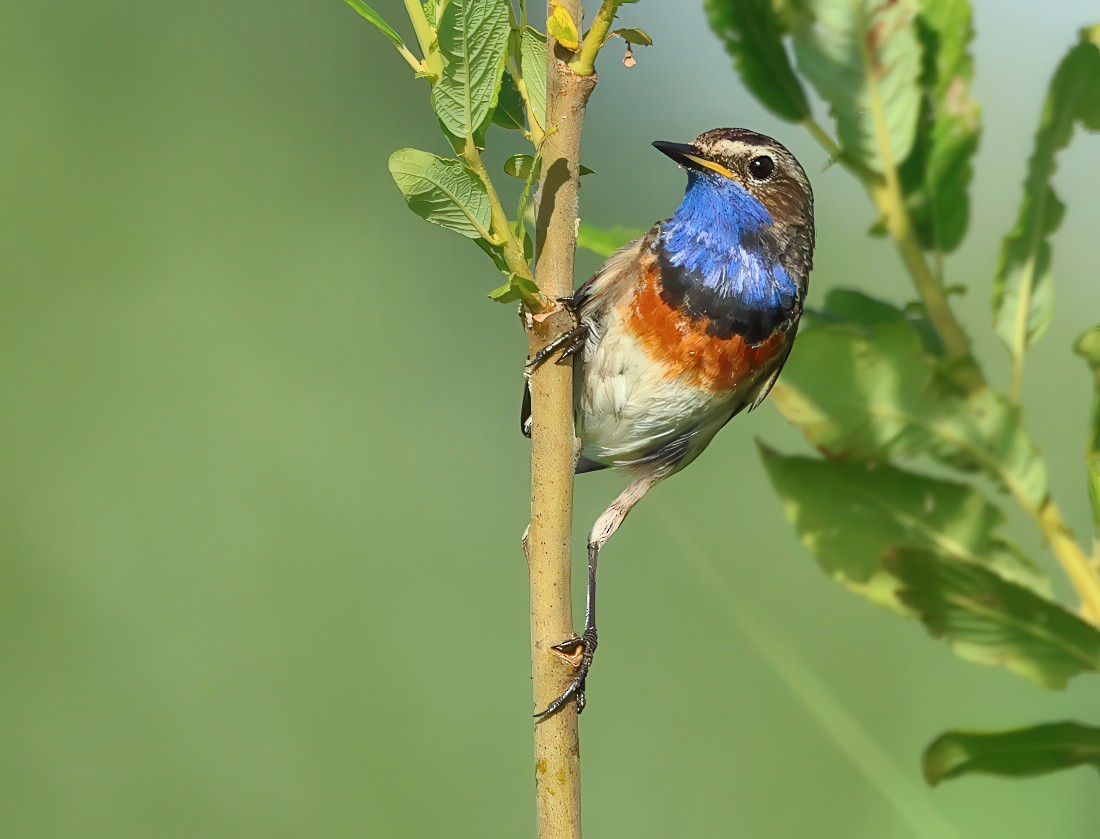 Bluethroat - ML620597718