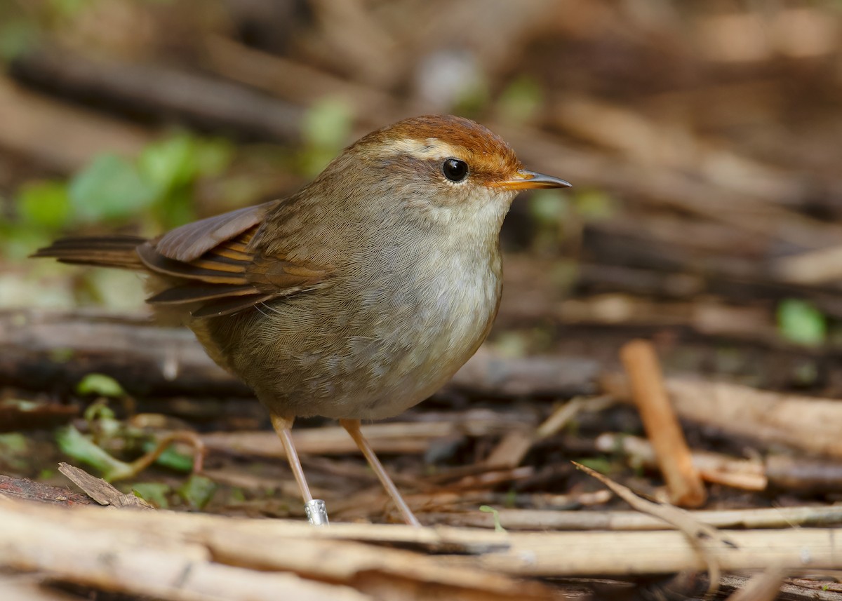 Chestnut-crowned Bush Warbler - ML620597720