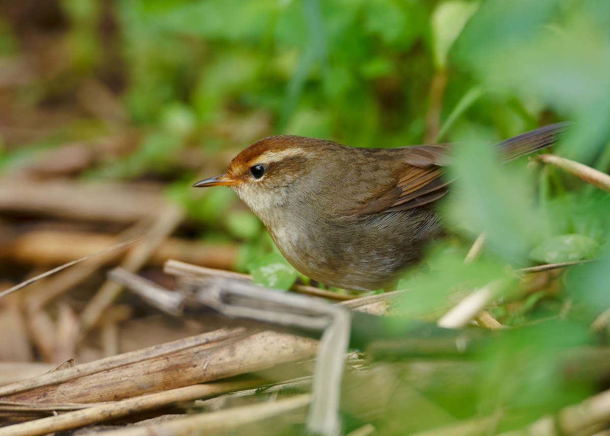 Chestnut-crowned Bush Warbler - ML620597721