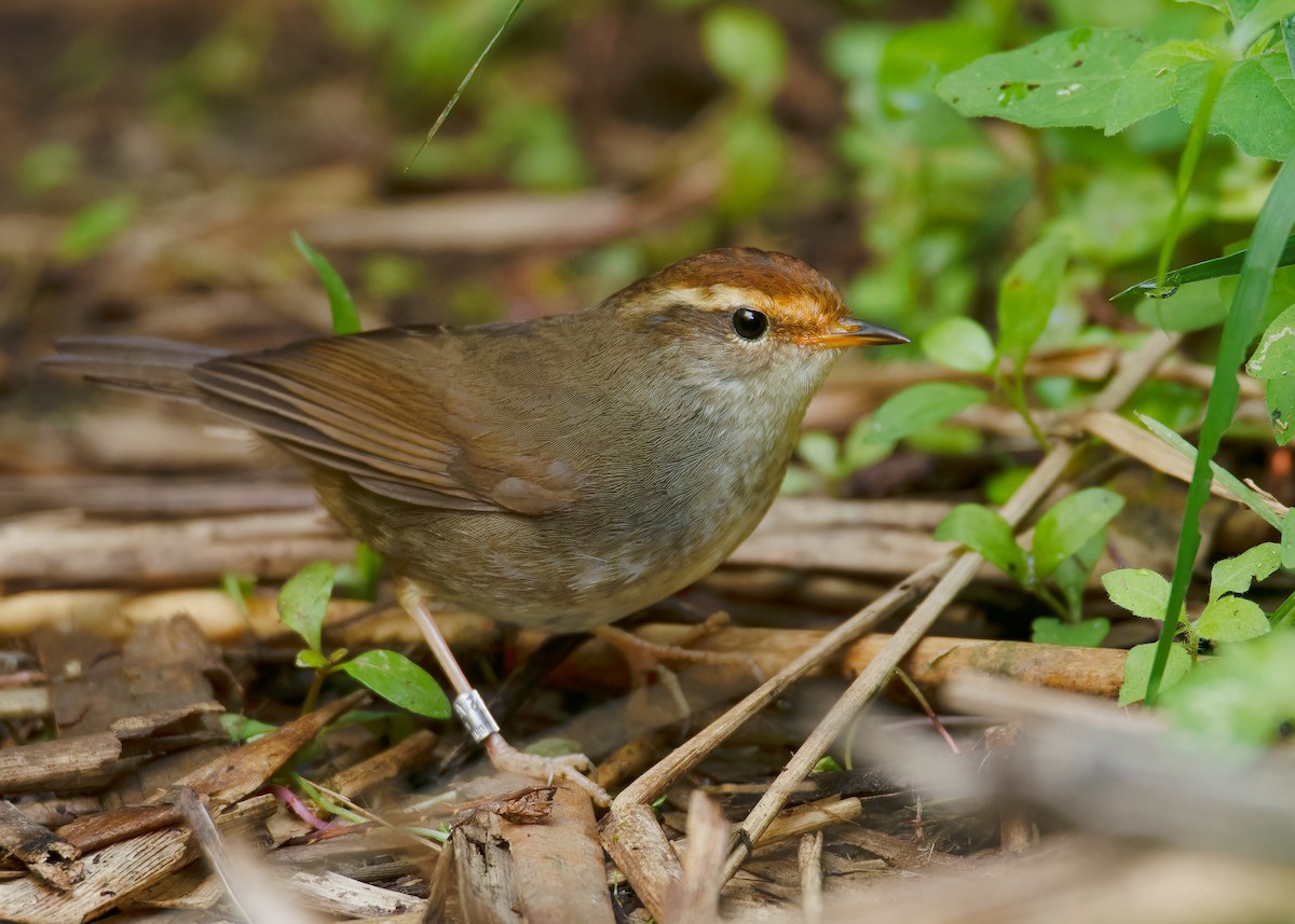 Chestnut-crowned Bush Warbler - ML620597724