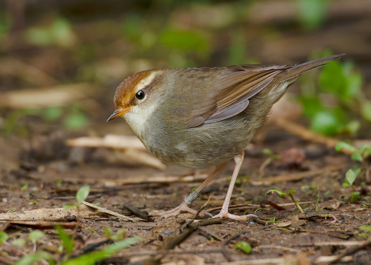 Chestnut-crowned Bush Warbler - ML620597725