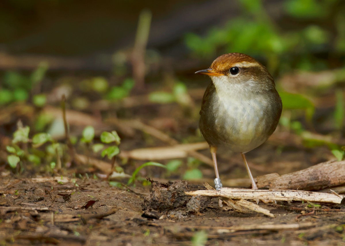 Chestnut-crowned Bush Warbler - ML620597726