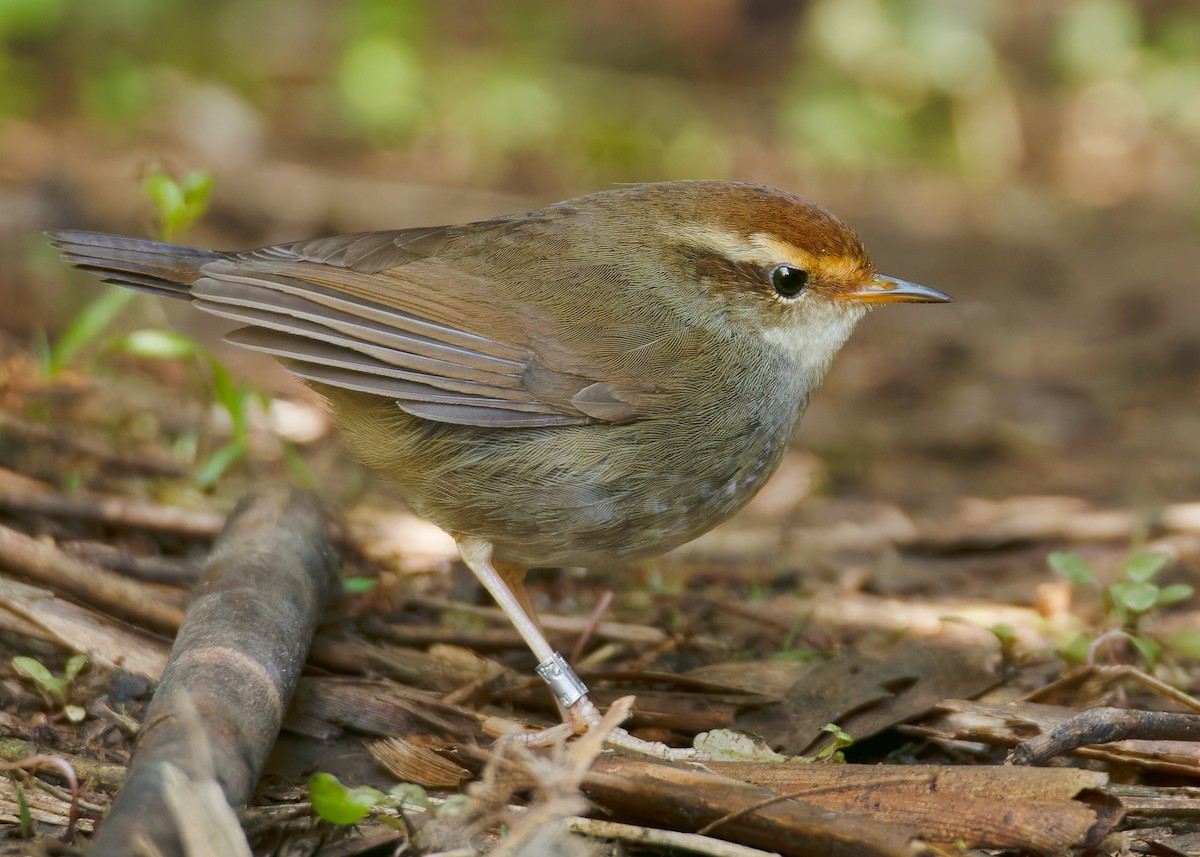 Chestnut-crowned Bush Warbler - ML620597727