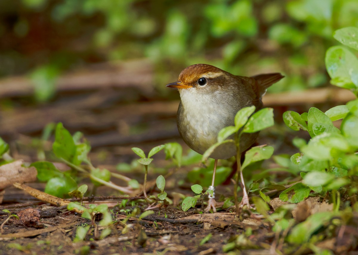 Chestnut-crowned Bush Warbler - ML620597728