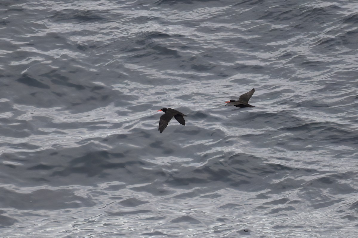 Sooty Oystercatcher - ML620597730