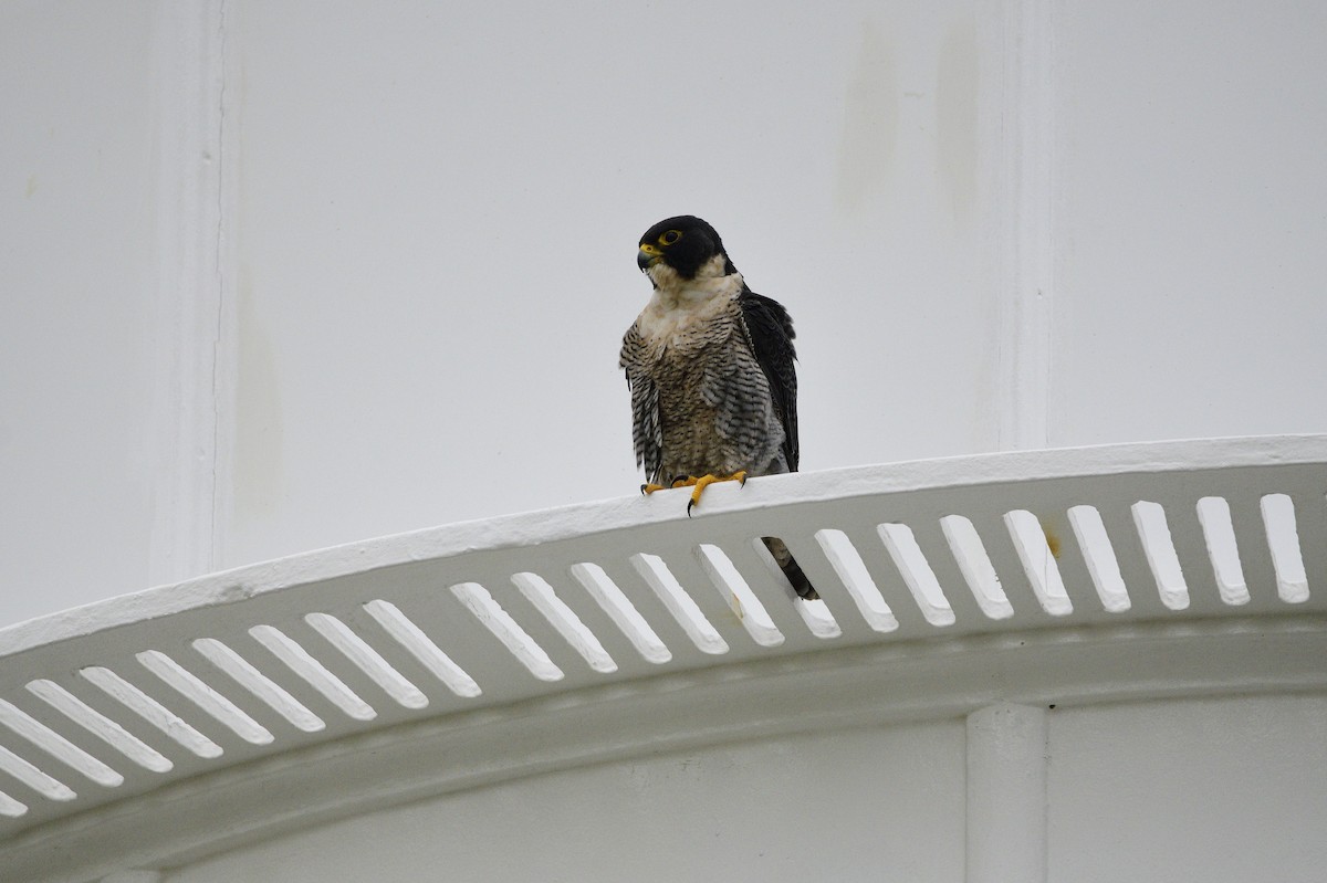 Peregrine Falcon - ML620597731