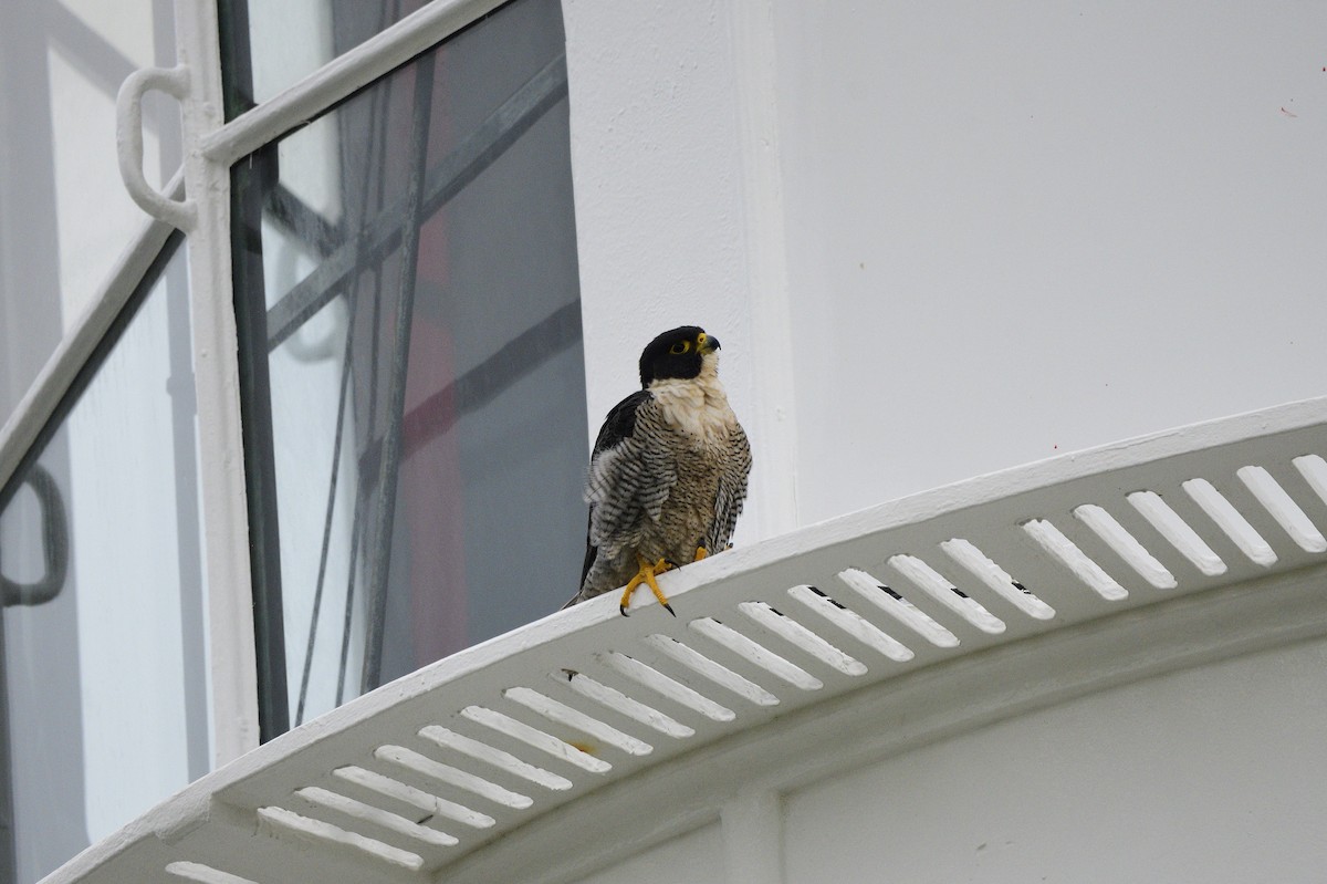 Peregrine Falcon - Ken Crawley