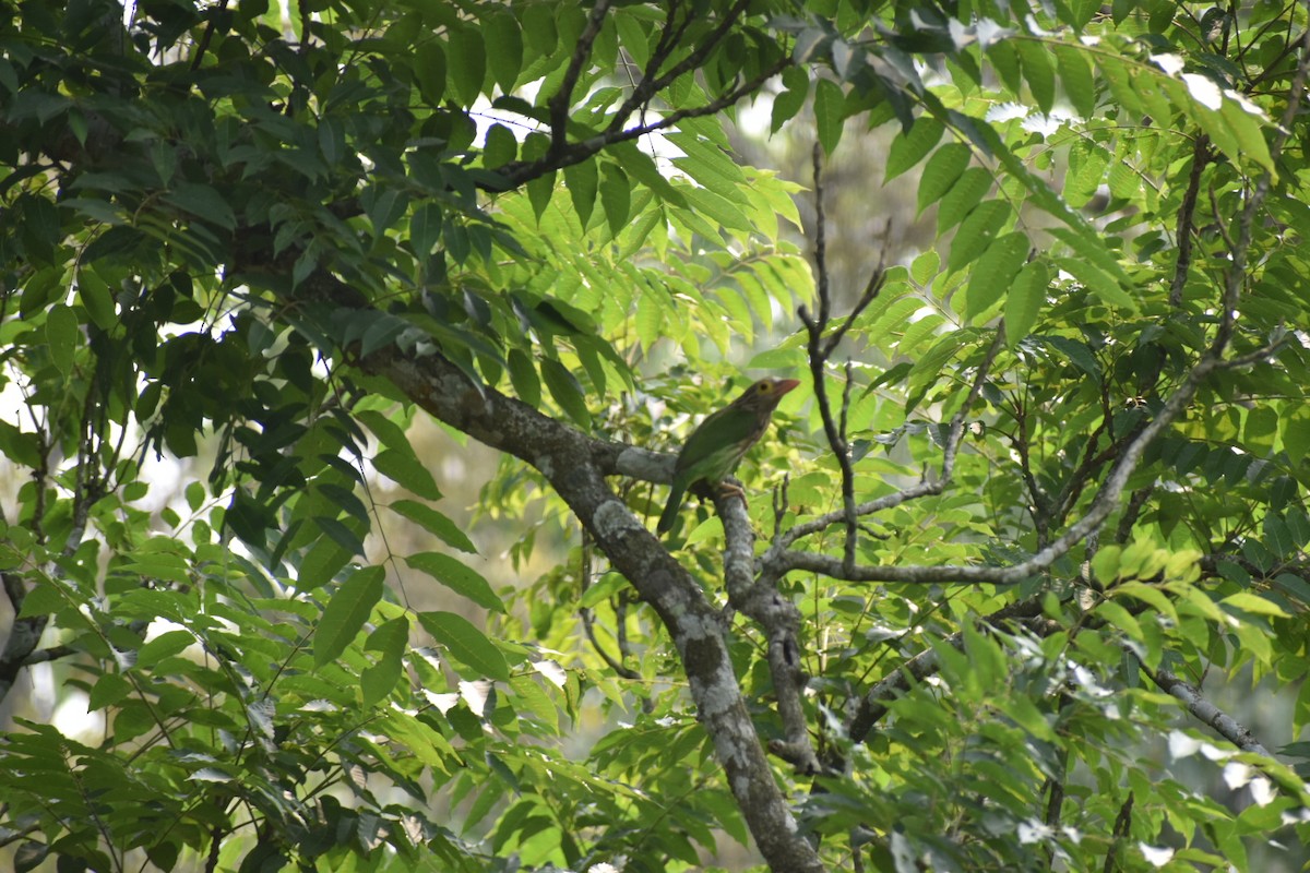 Lineated Barbet - Dilip Savalia