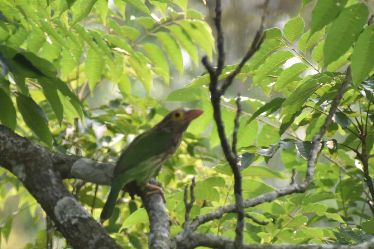 Lineated Barbet - ML620597738