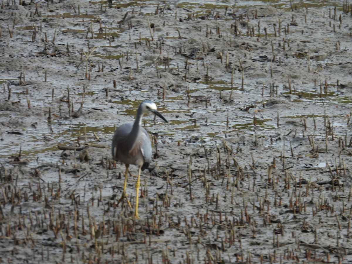 White-faced Heron - ML620597739