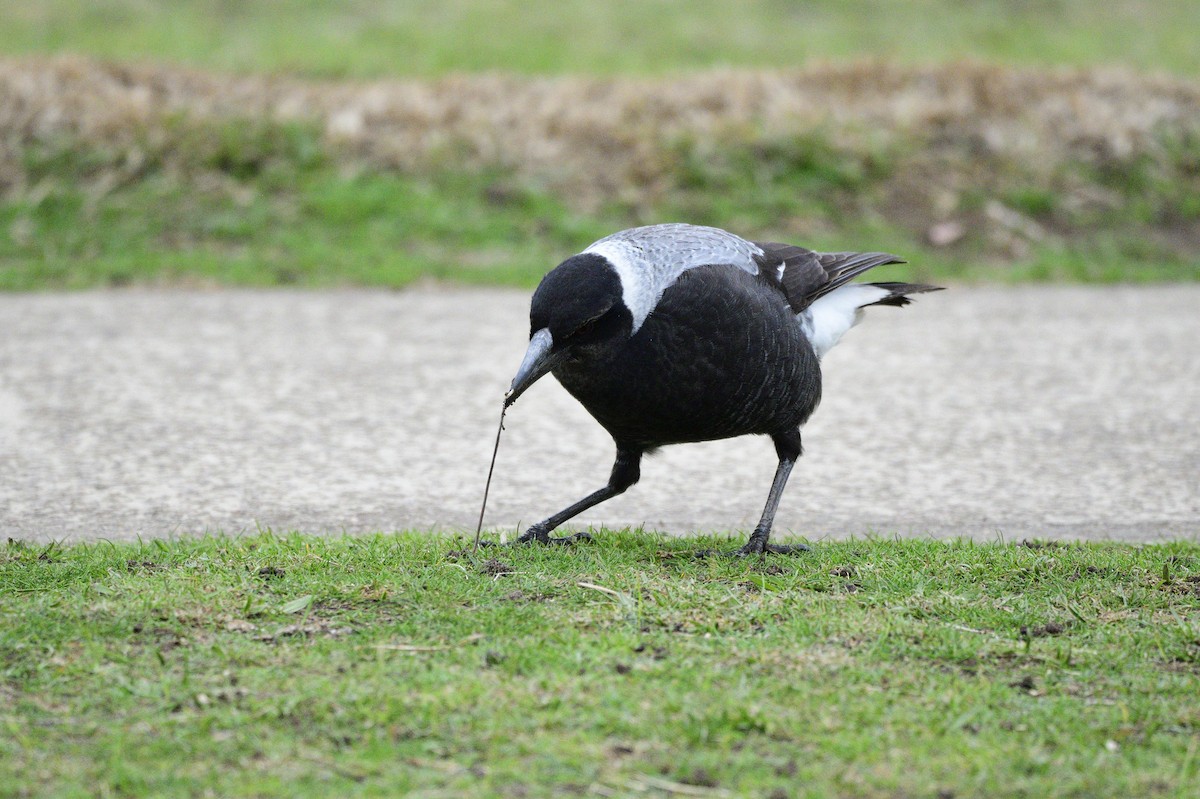 Australian Magpie - ML620597740