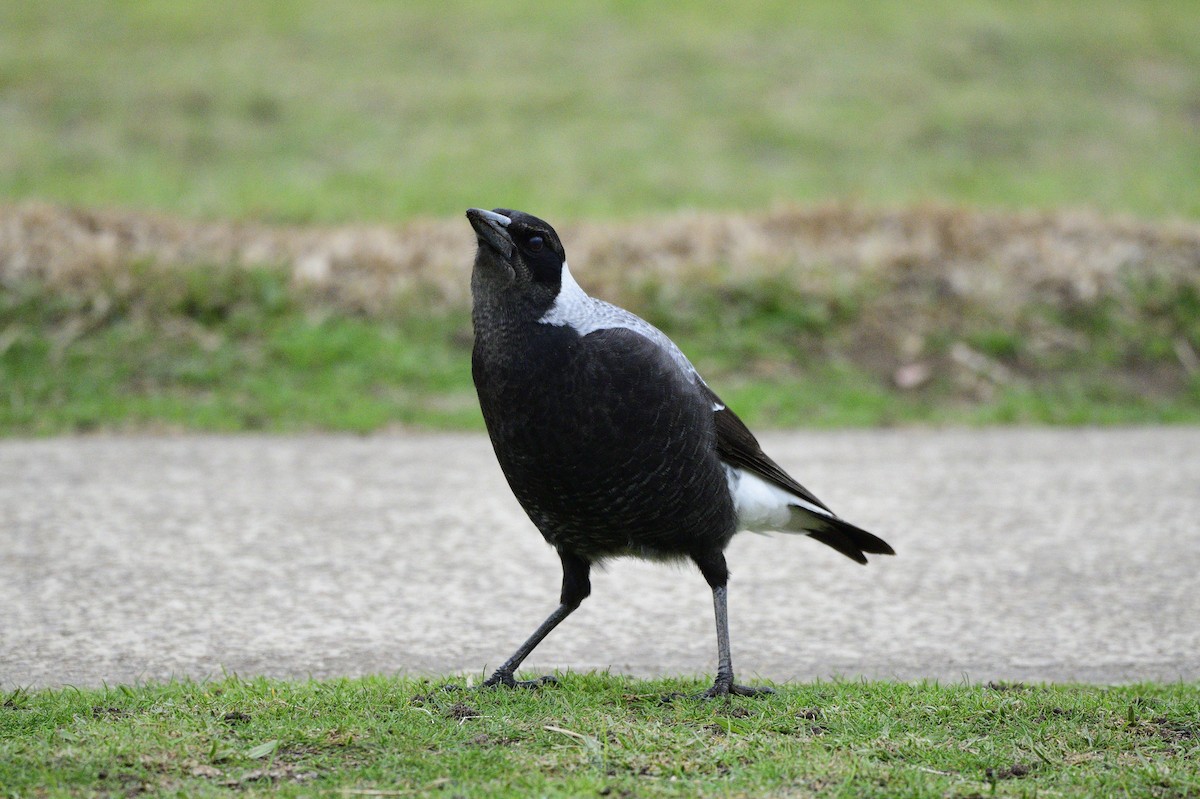 Australian Magpie - ML620597746