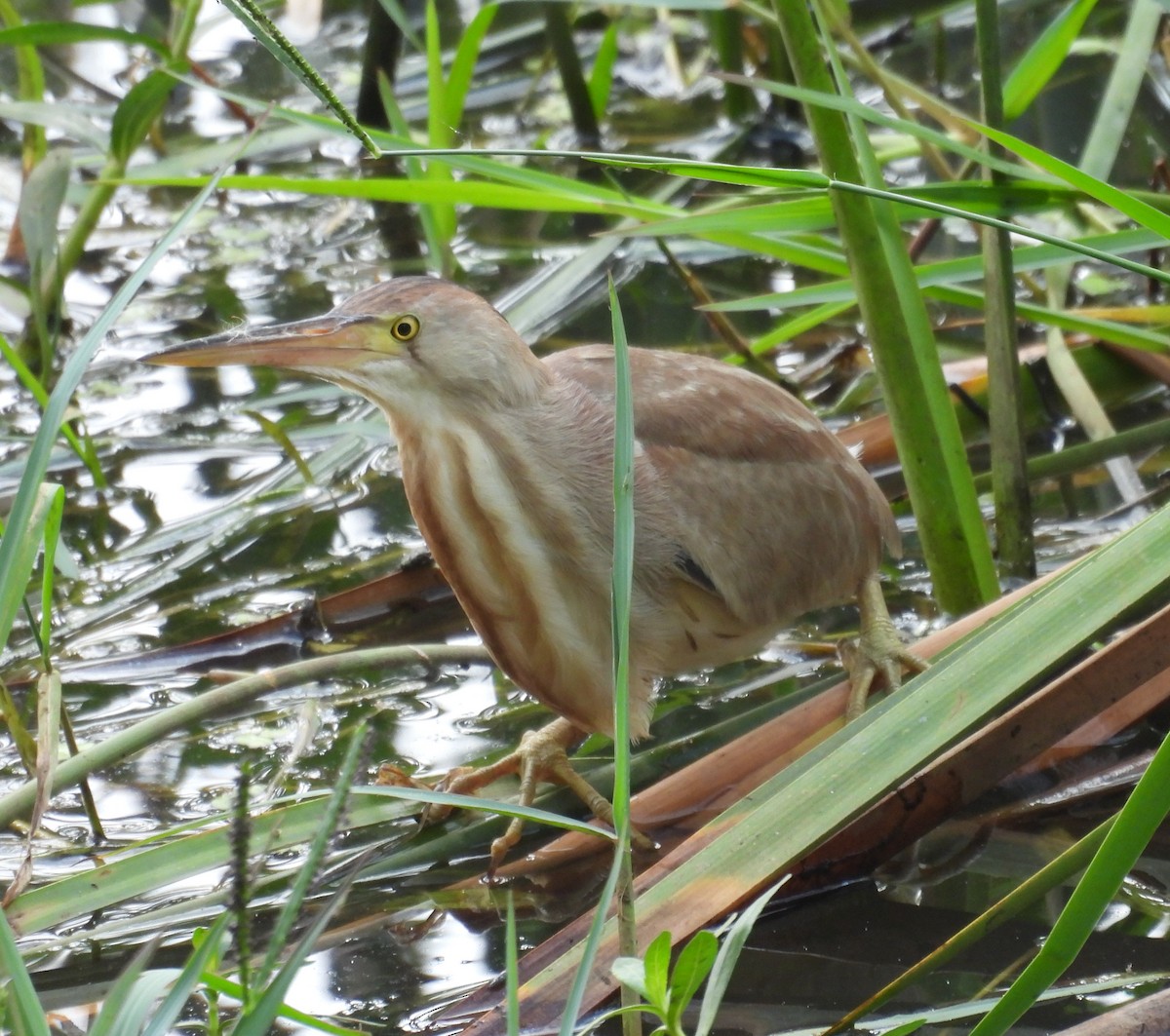 Yellow Bittern - ML620597748