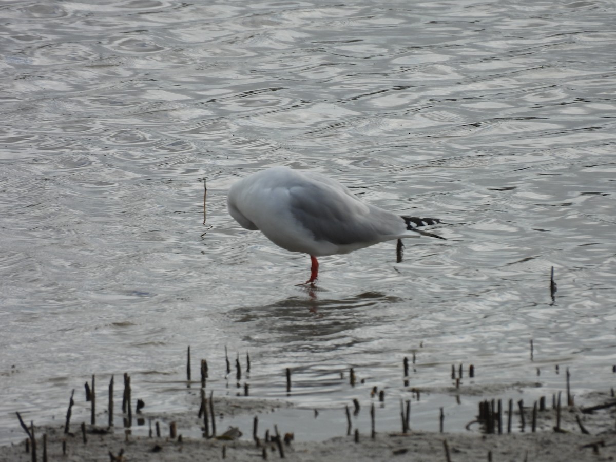 Silver Gull - ML620597751