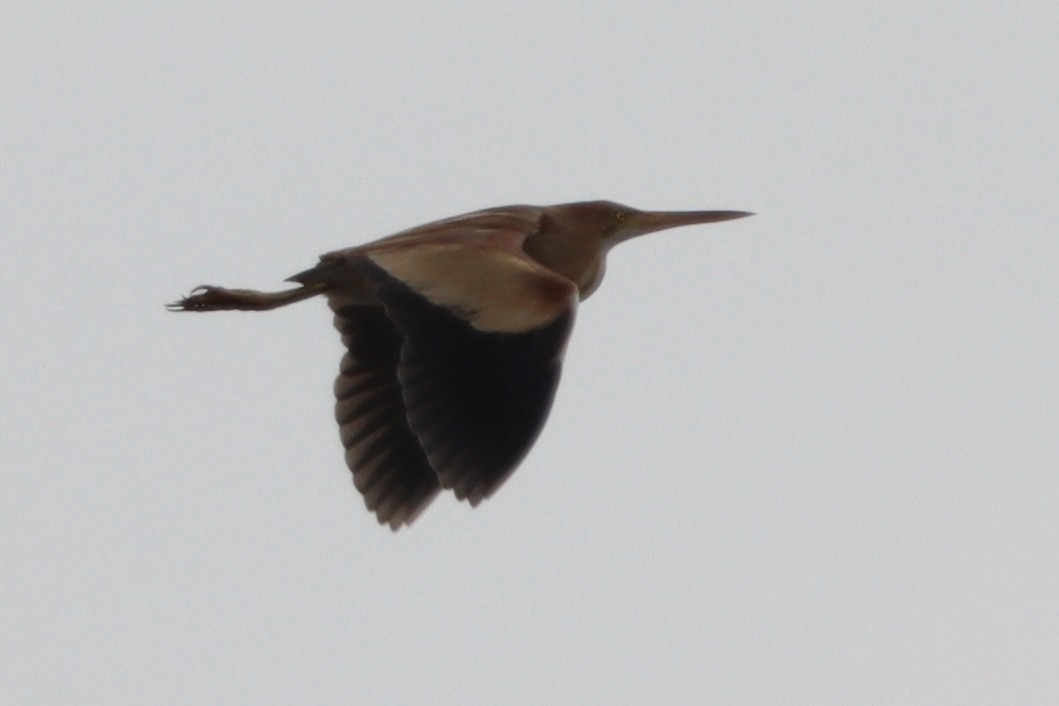 Yellow Bittern - ML620597753