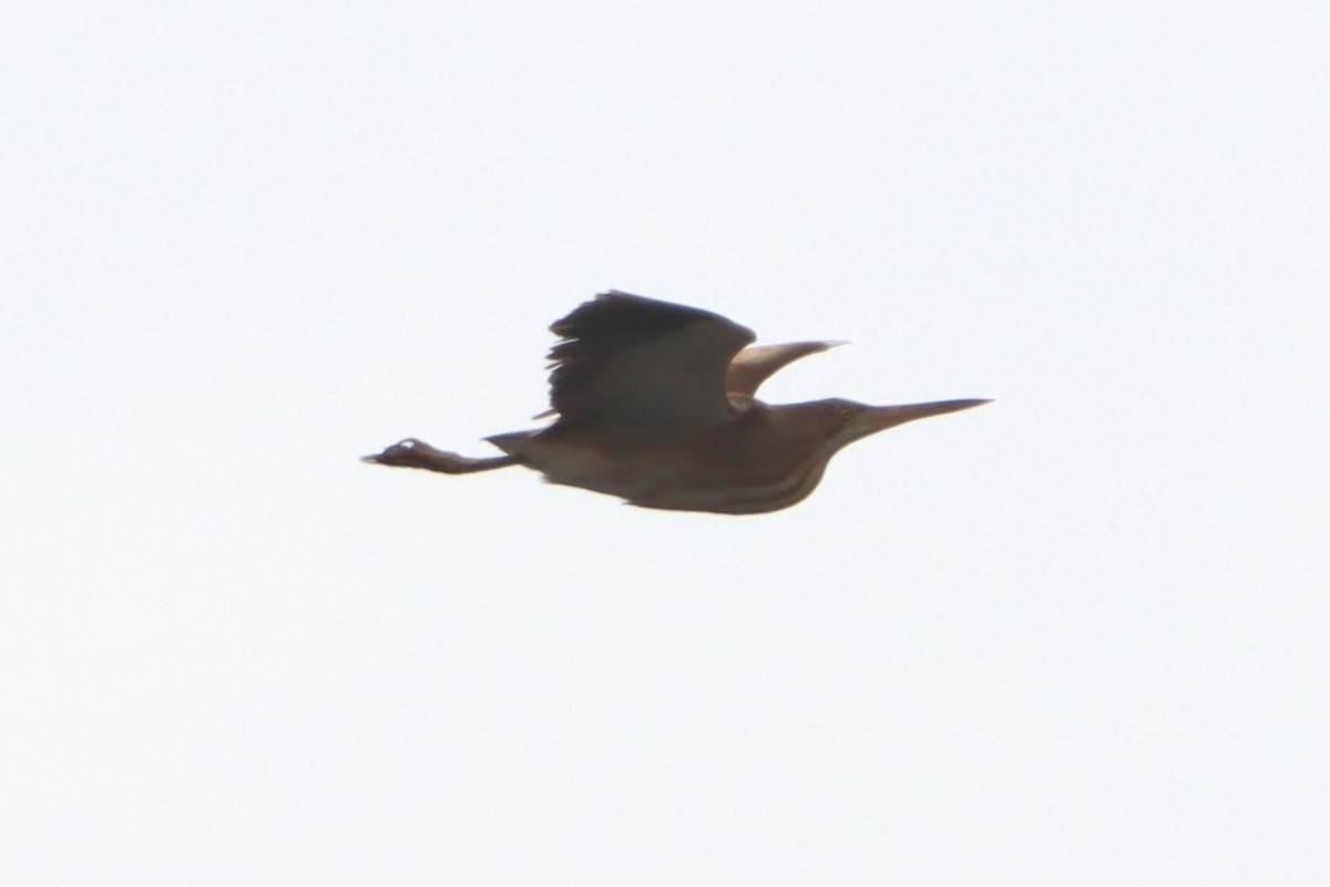 Yellow Bittern - ML620597754