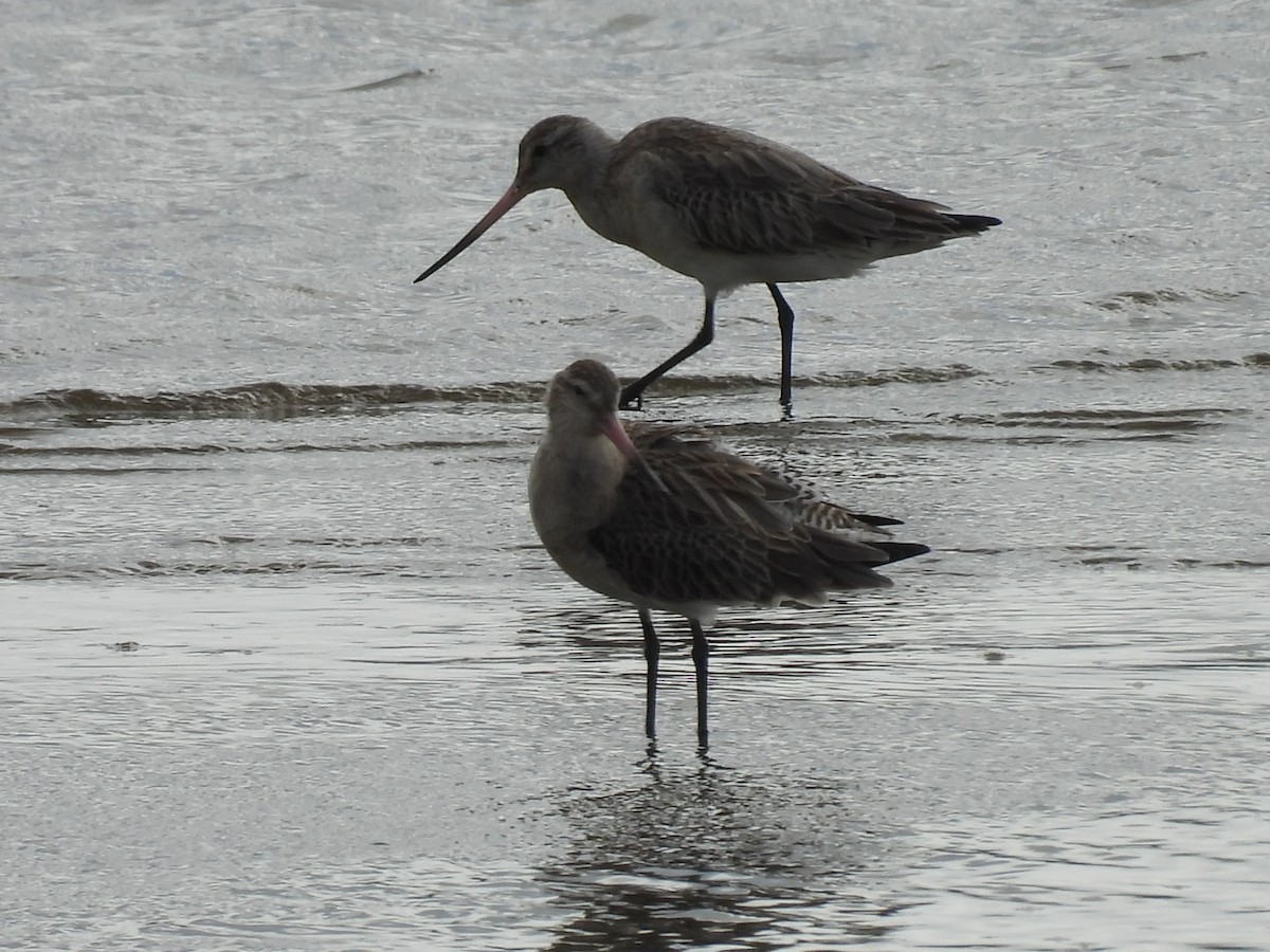 Bar-tailed Godwit - ML620597755