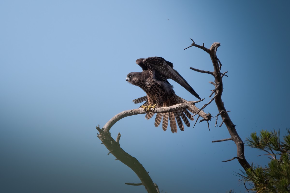 Eleonora's Falcon - Marc Cutrina