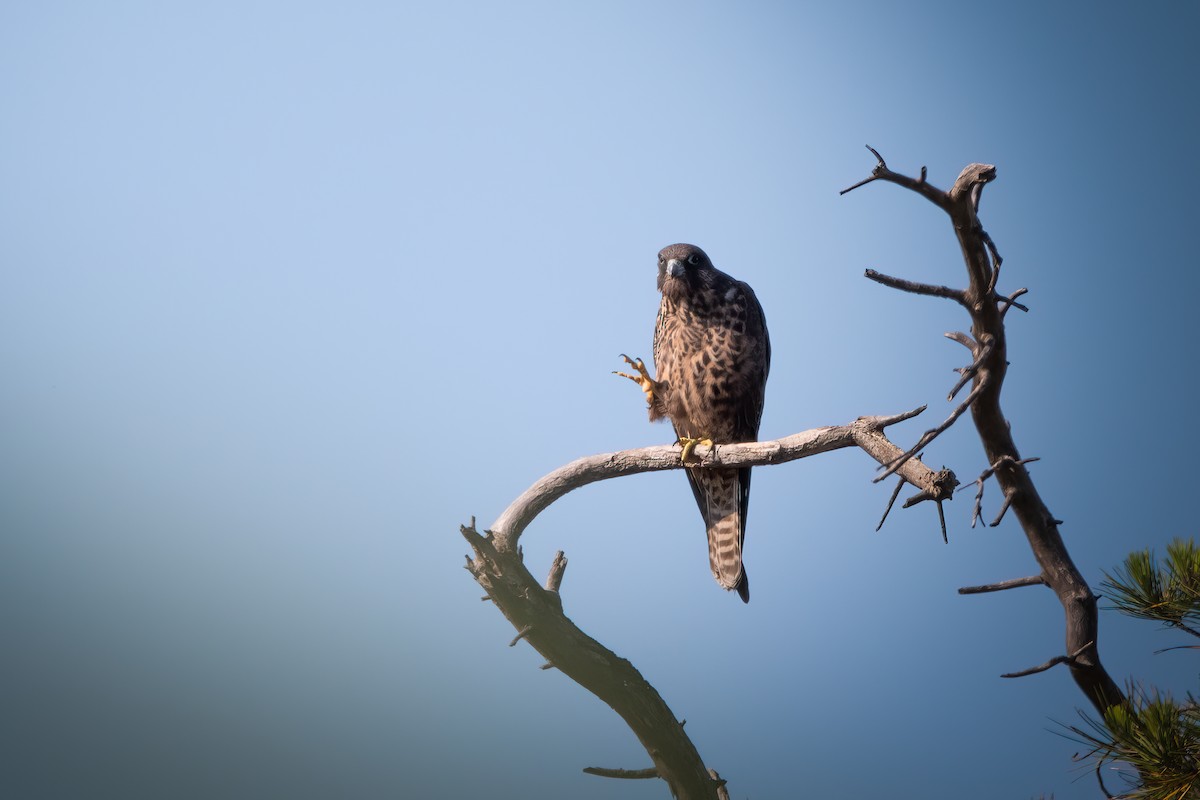 Eleonora's Falcon - ML620597758