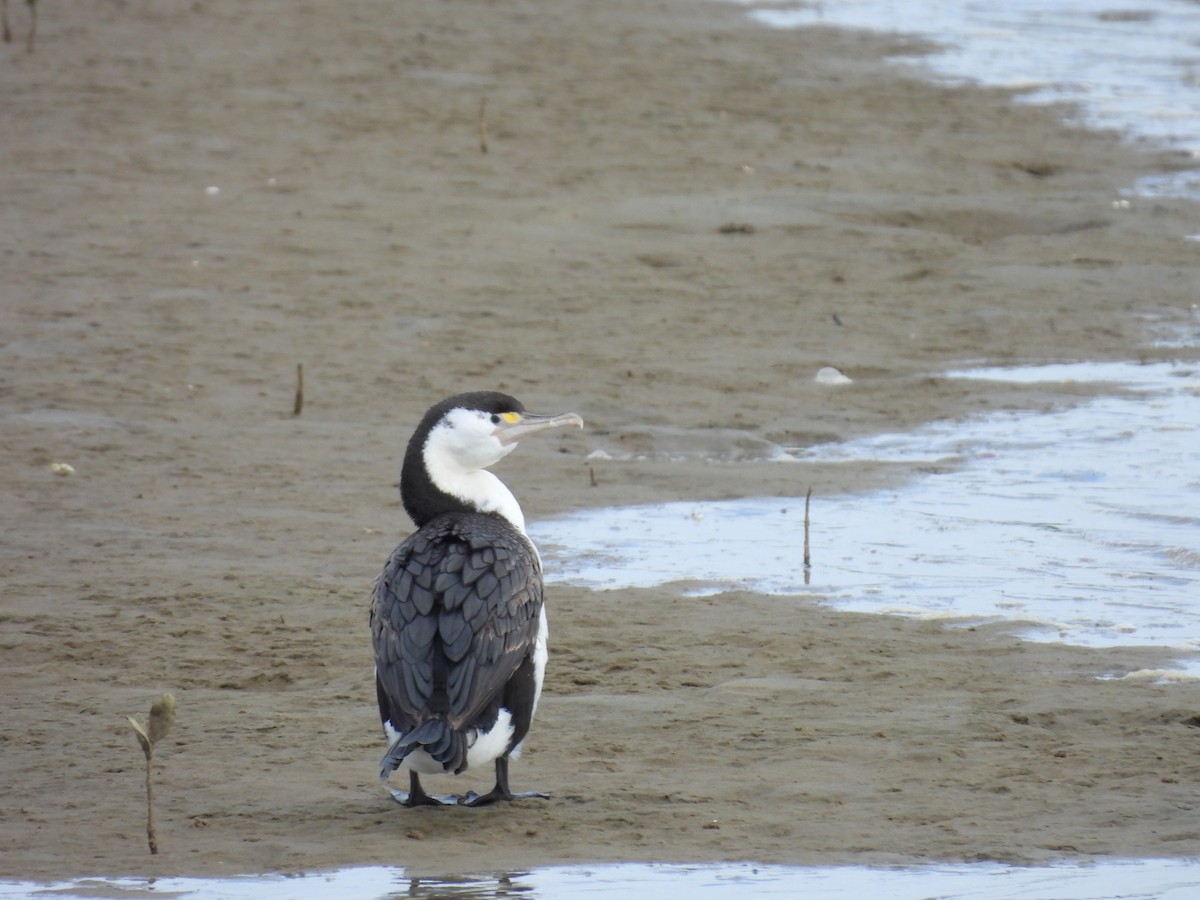 Pied Cormorant - ML620597761