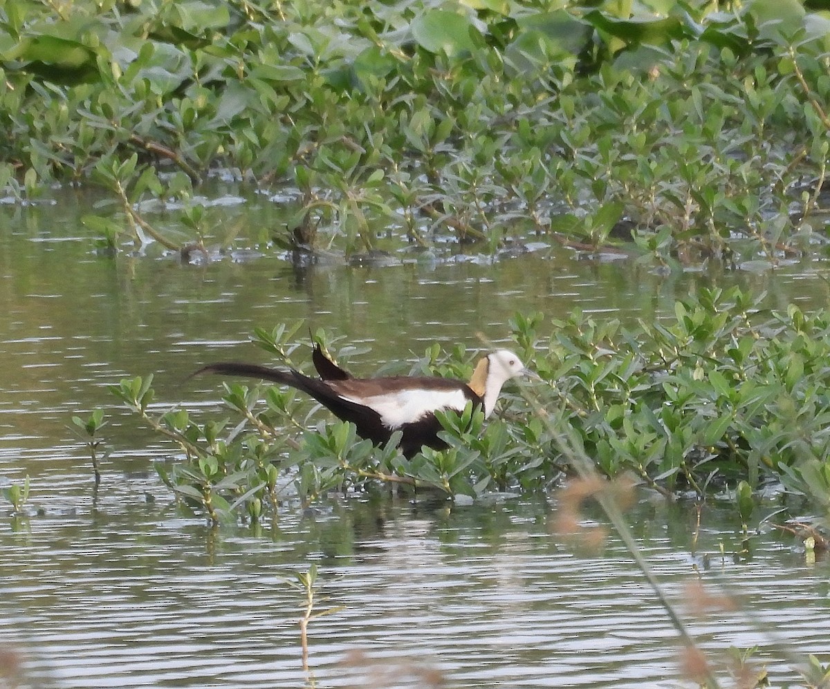 Pheasant-tailed Jacana - ML620597764