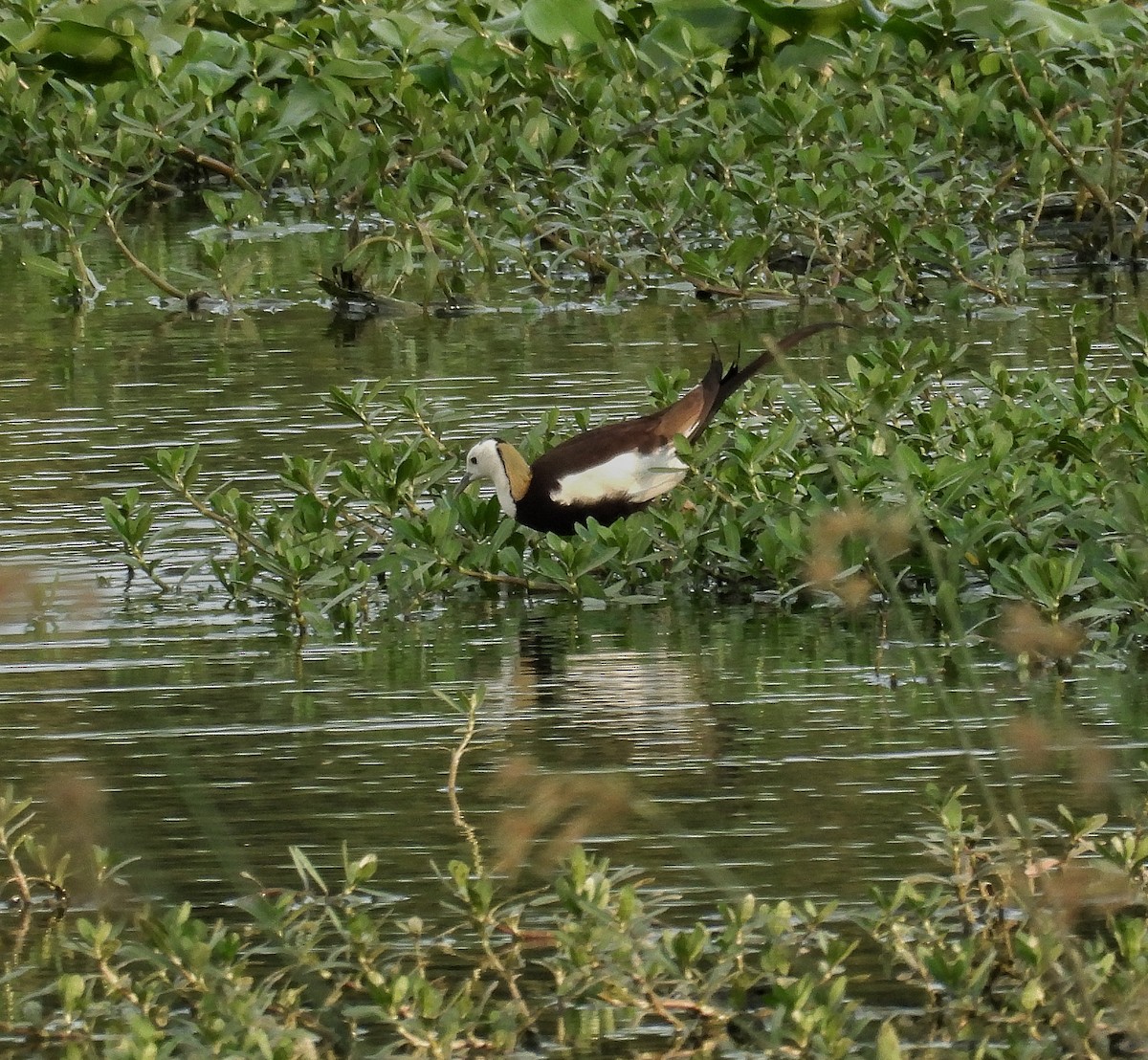 Pheasant-tailed Jacana - ML620597765