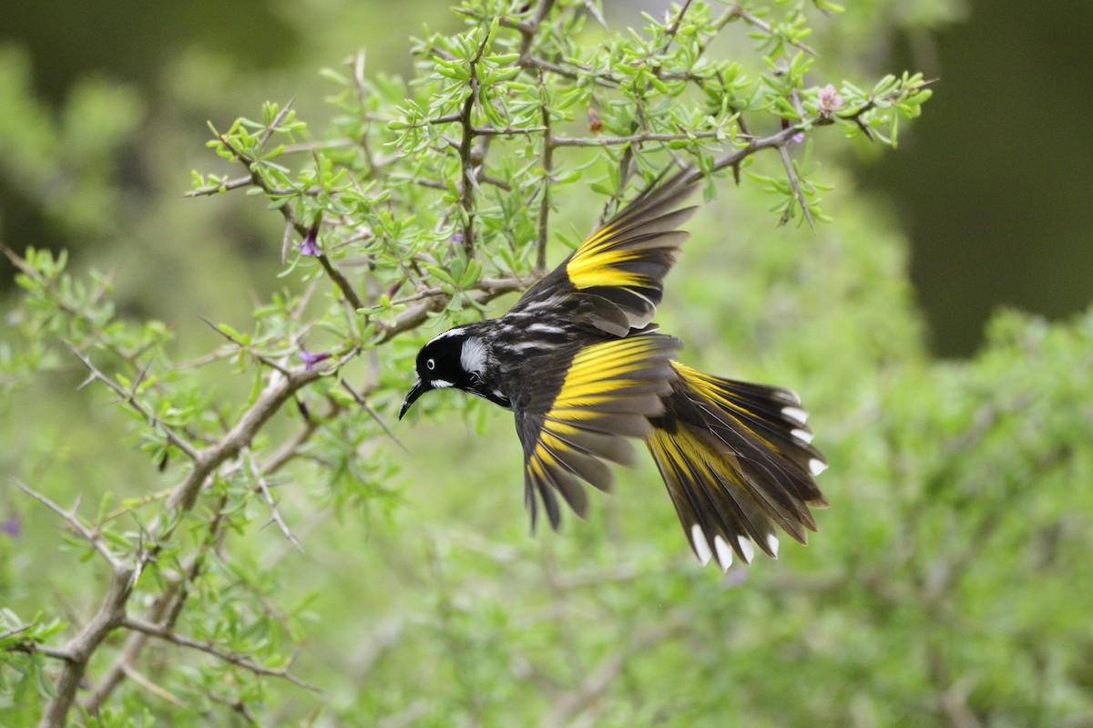 New Holland Honeyeater - ML620597766