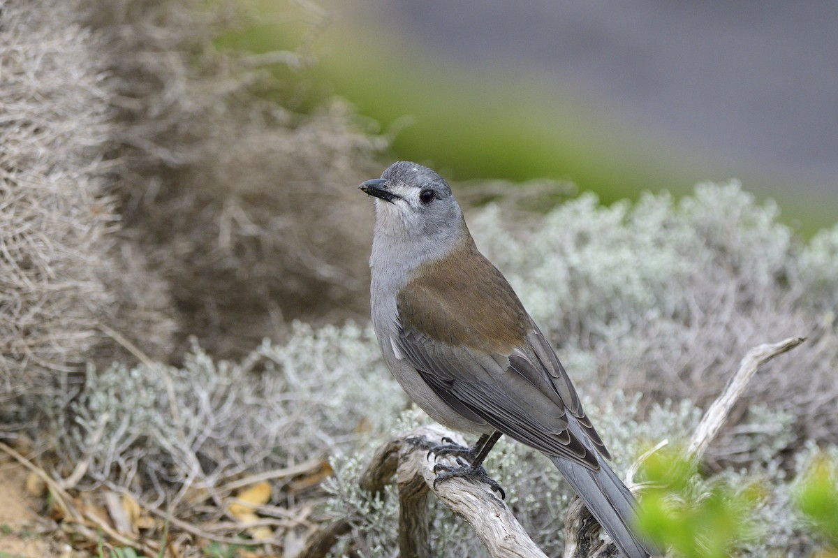 Gray Shrikethrush - ML620597767