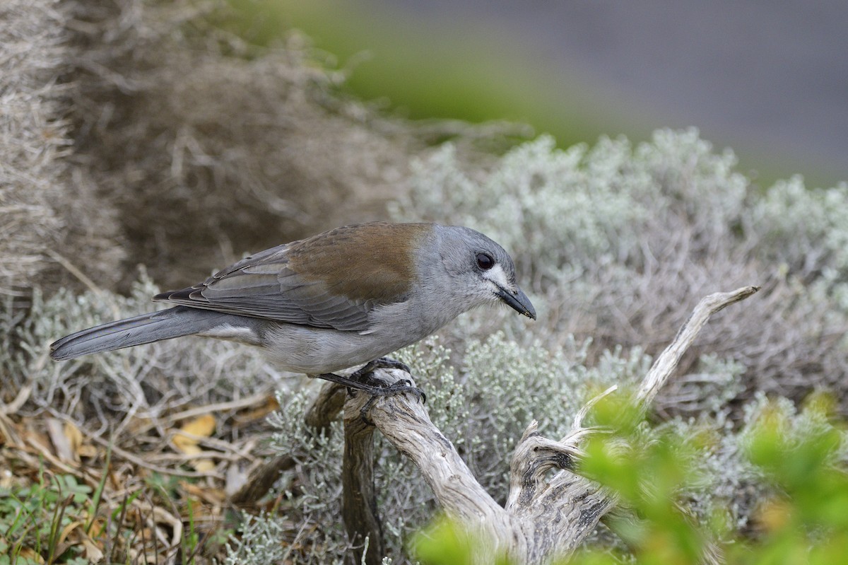 Gray Shrikethrush - ML620597768