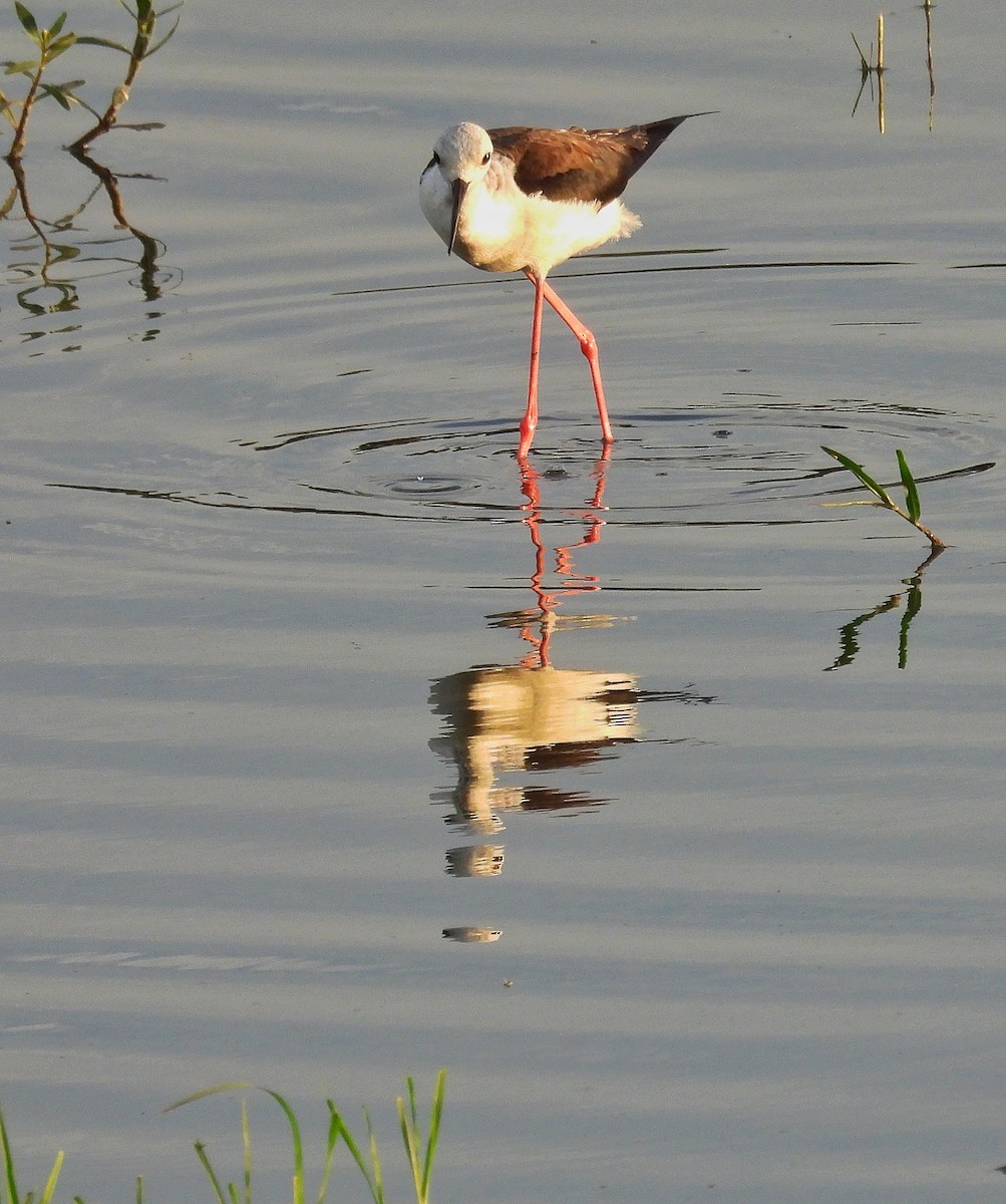 Black-winged Stilt - ML620597769