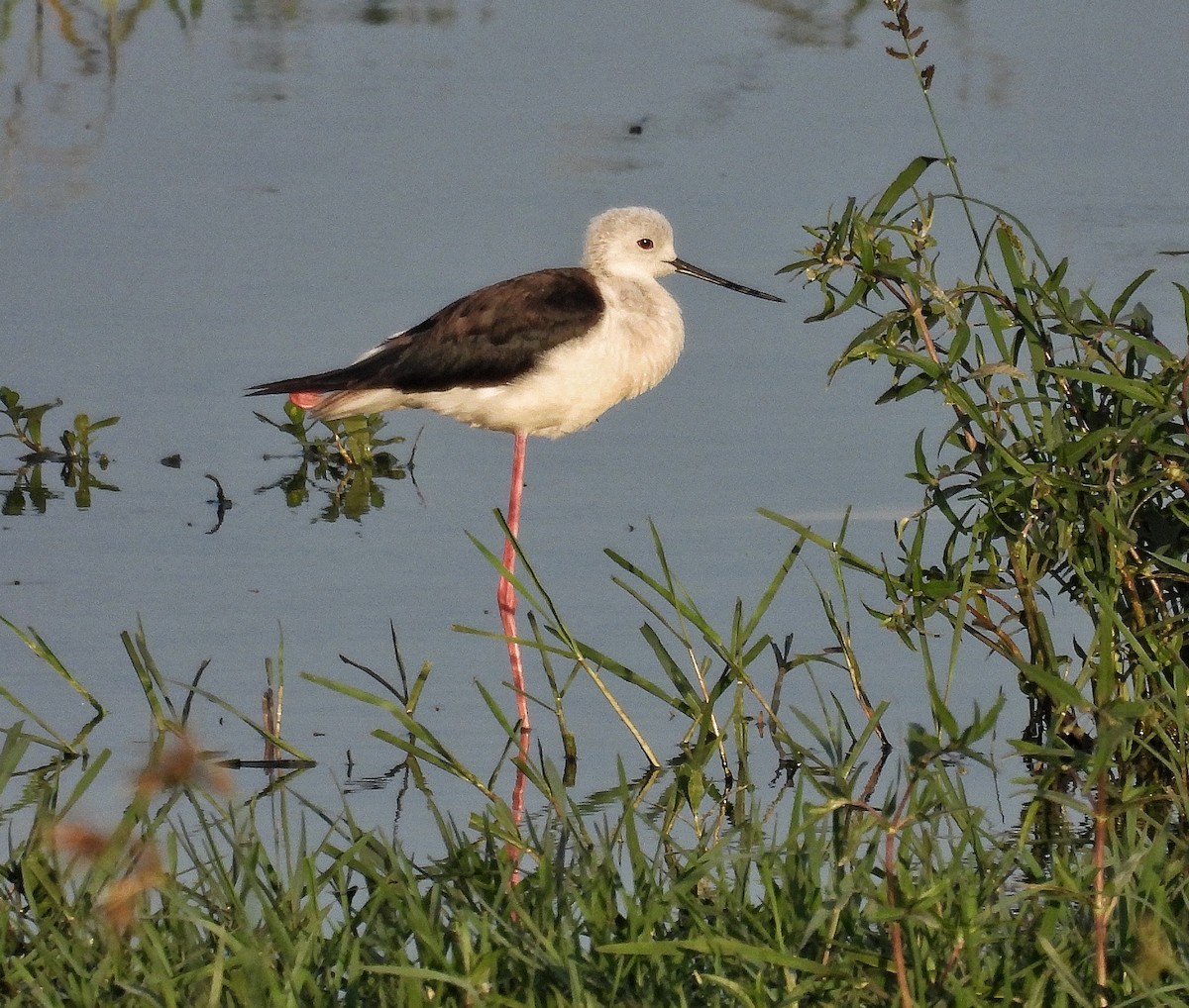 Black-winged Stilt - ML620597770