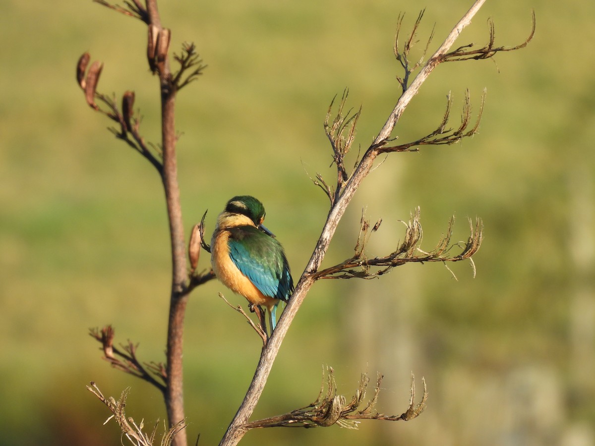 Sacred Kingfisher - ML620597771